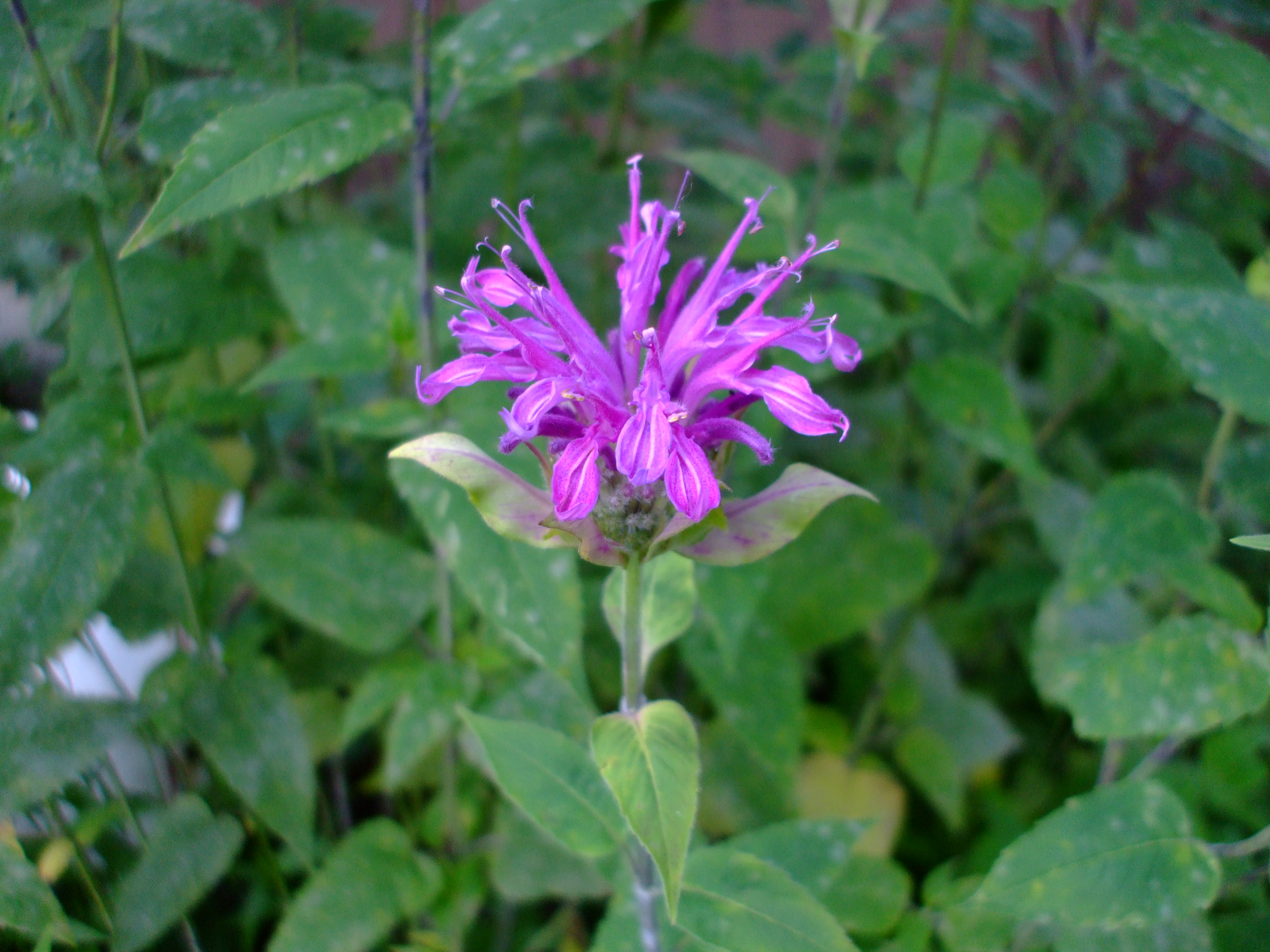 Monarda media
